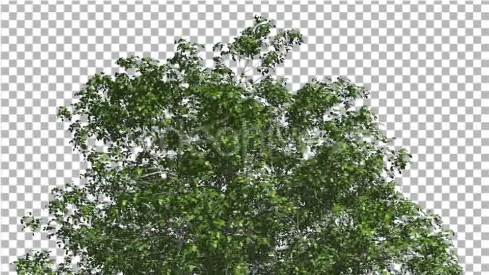 European Beech Crown Tree Green Branches Leaves Videohive 13833939 Motion Graphics Image 10