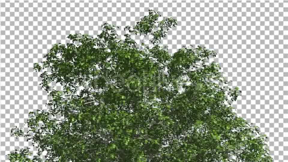 European Beech Crown Tree Green Branches Leaves Videohive 13833939 Motion Graphics Image 11