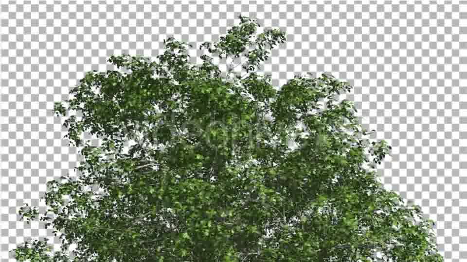 European Beech Crown Tree Green Branches Leaves Videohive 13833939 Motion Graphics Image 12
