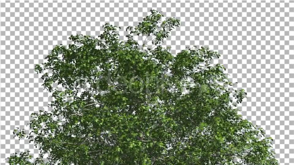 European Beech Crown Tree Green Branches Leaves Videohive 13833939 Motion Graphics Image 3