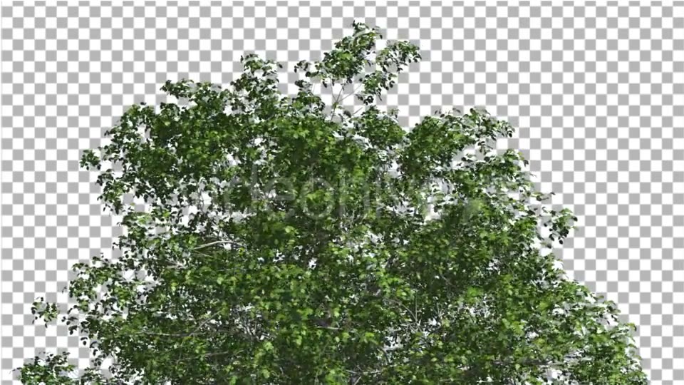 European Beech Crown Tree Green Branches Leaves Videohive 13833939 Motion Graphics Image 4