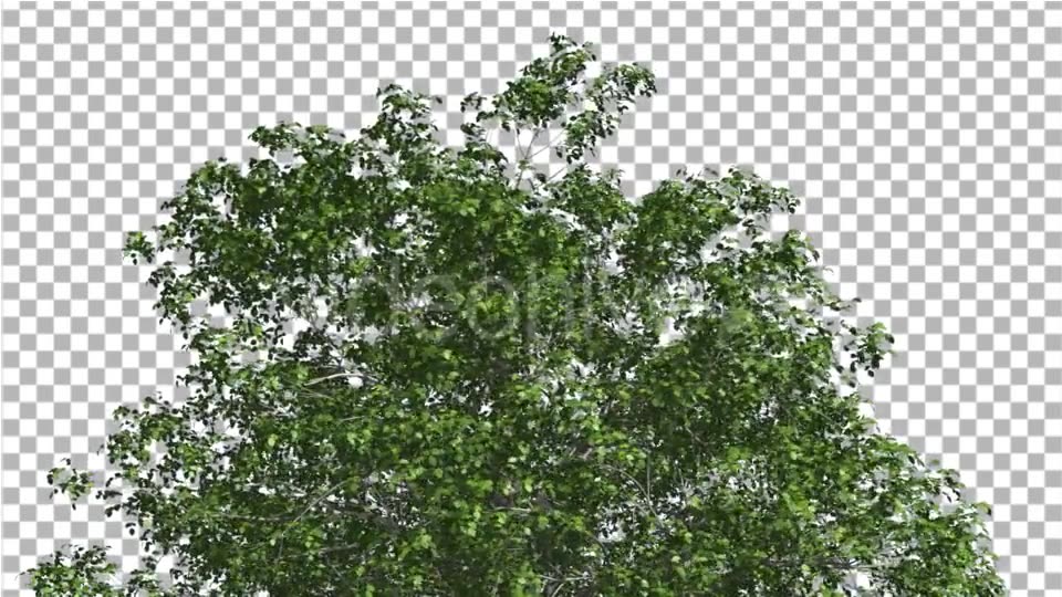 European Beech Crown Tree Green Branches Leaves Videohive 13833939 Motion Graphics Image 5