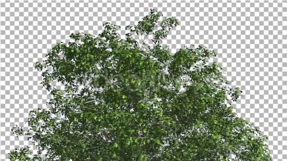 European Beech Crown Tree Green Branches Leaves Videohive 13833939 Motion Graphics Image 6