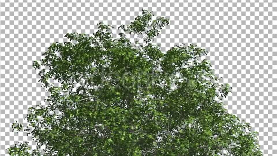 European Beech Crown Tree Green Branches Leaves Videohive 13833939 Motion Graphics Image 7