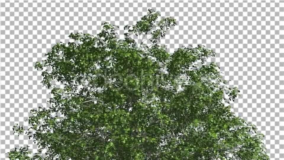 European Beech Crown Tree Green Branches Leaves Videohive 13833939 Motion Graphics Image 9