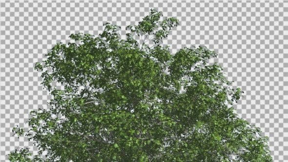 European Beech Crown Tree Green Branches Leaves - Videohive Download 13833939