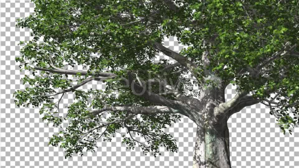 European Beech Tree Green Swaying Branches Leaves Videohive 13993463 Motion Graphics Image 1