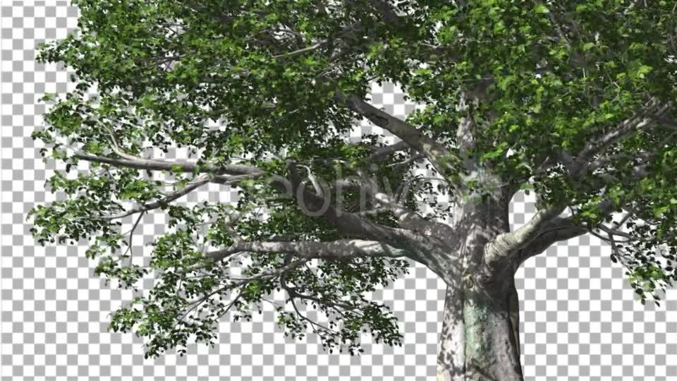 European Beech Tree Green Swaying Branches Leaves Videohive 13993463 Motion Graphics Image 2