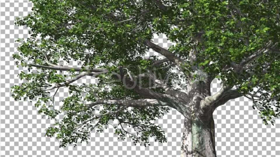 European Beech Tree Green Swaying Branches Leaves Videohive 13993463 Motion Graphics Image 3