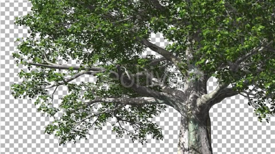 European Beech Tree Green Swaying Branches Leaves Videohive 13993463 Motion Graphics Image 4