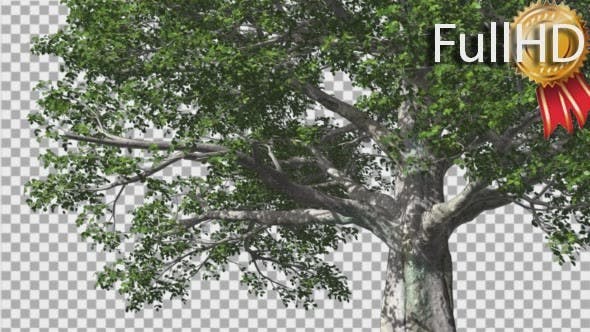 European Beech Tree Green Swaying Branches Leaves - Download Videohive 13993463
