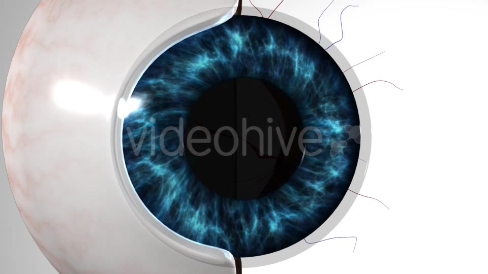 Eye Anatomy Videohive 21379125 Motion Graphics Image 10