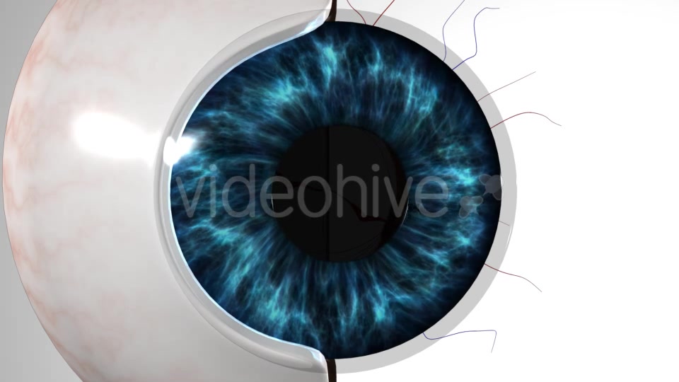 Eye Anatomy Videohive 21379125 Motion Graphics Image 11