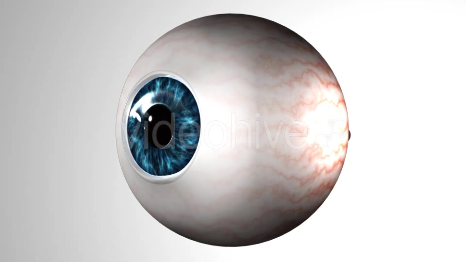 Eye Anatomy Videohive 21379125 Motion Graphics Image 12