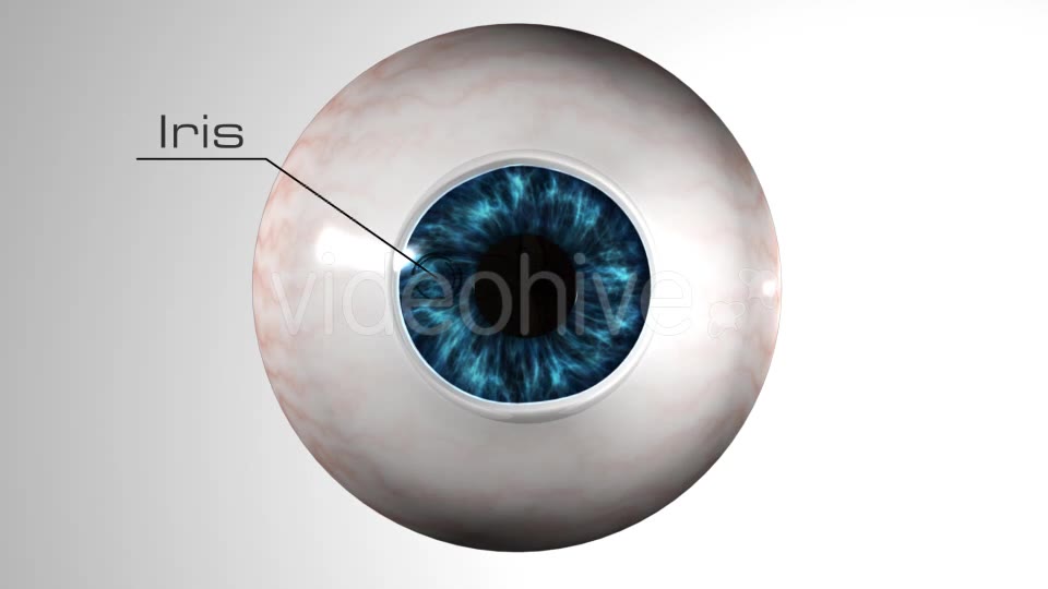 Eye Anatomy Videohive 21379125 Motion Graphics Image 2