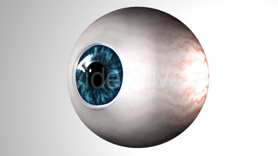 Eye Anatomy Videohive 21379125 Motion Graphics Image 3