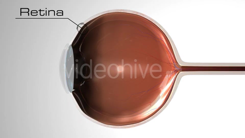 Eye Anatomy Videohive 21379125 Motion Graphics Image 4