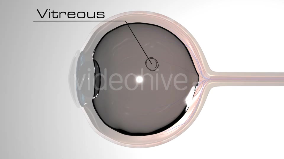 Eye Anatomy Videohive 21379125 Motion Graphics Image 5