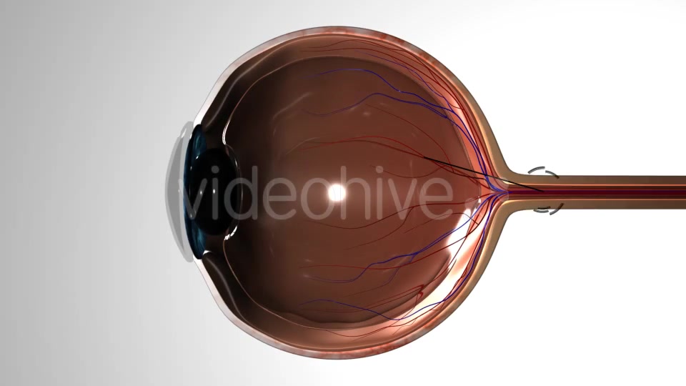 Eye Anatomy Videohive 21379125 Motion Graphics Image 6