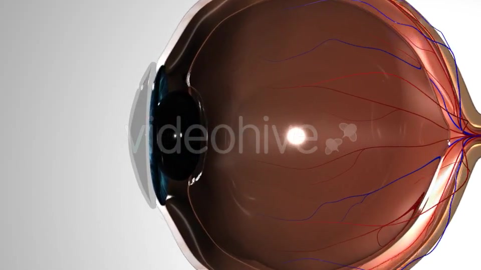 Eye Anatomy Videohive 21379125 Motion Graphics Image 7
