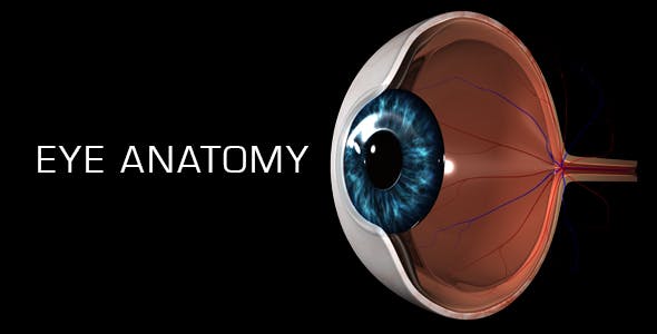 Eye Anatomy - Videohive 21379125 Download