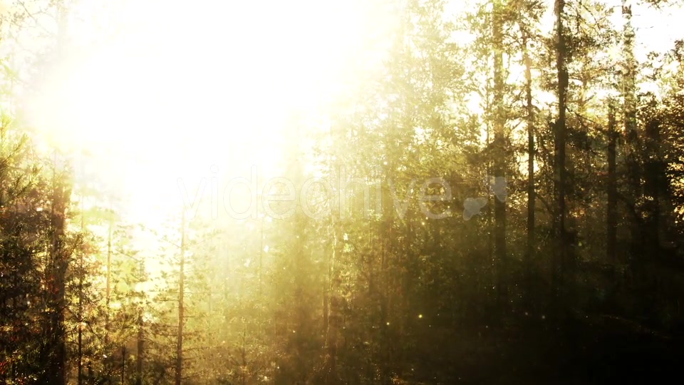 Fairy Tale Forest Loop Videohive 18317304 Motion Graphics Image 3