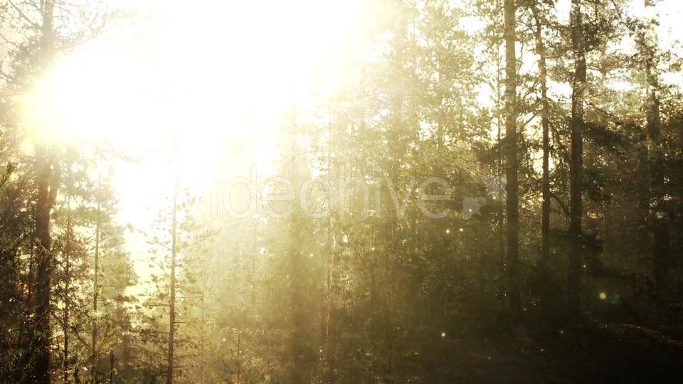 Fairy Tale Forest Loop Videohive 18317304 Motion Graphics Image 4