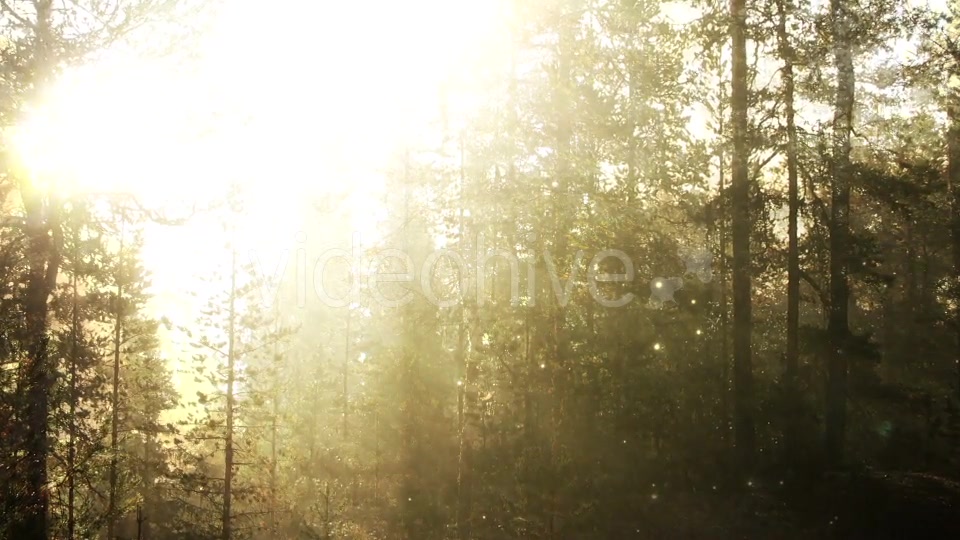Fairy Tale Forest Loop Videohive 18317304 Motion Graphics Image 5