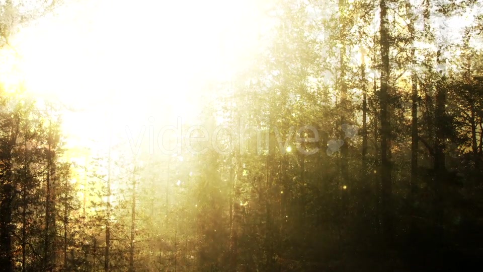 Fairy Tale Forest Loop Videohive 18317304 Motion Graphics Image 6