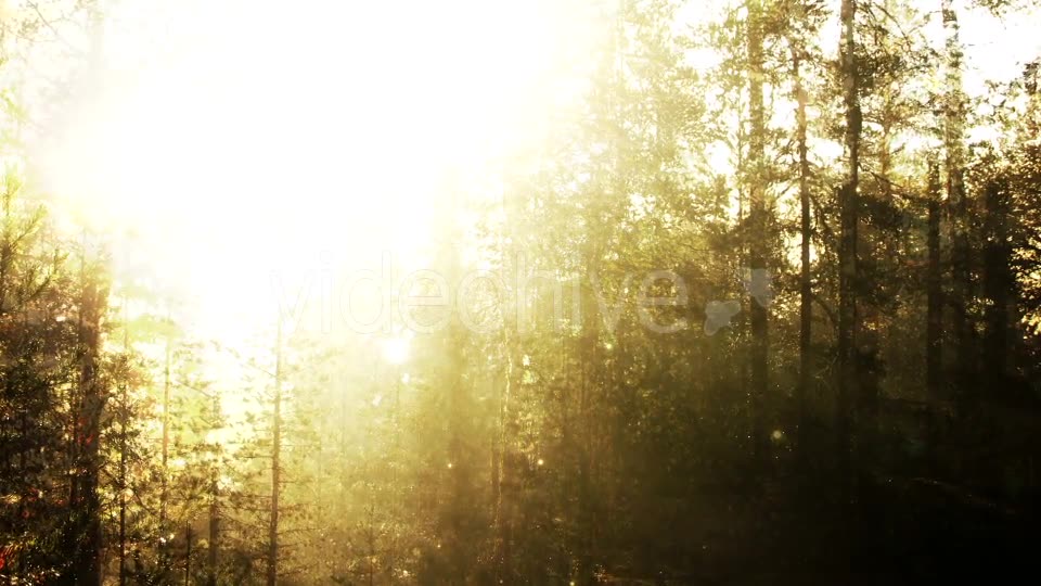 Fairy Tale Forest Loop Videohive 18317304 Motion Graphics Image 7