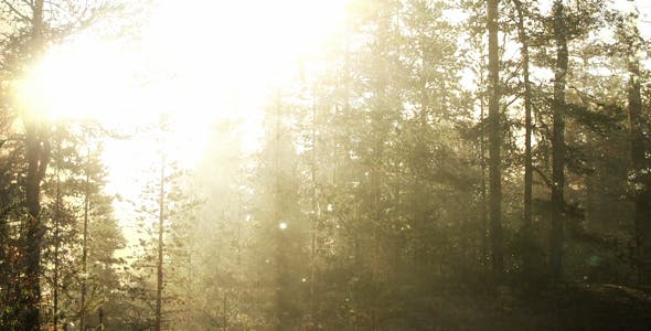 Fairy Tale Forest Loop - Videohive 18317304 Download