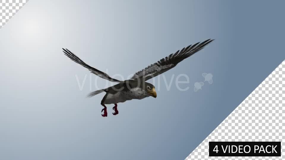 Falcon (4 Pack) Videohive 12821900 Motion Graphics Image 1