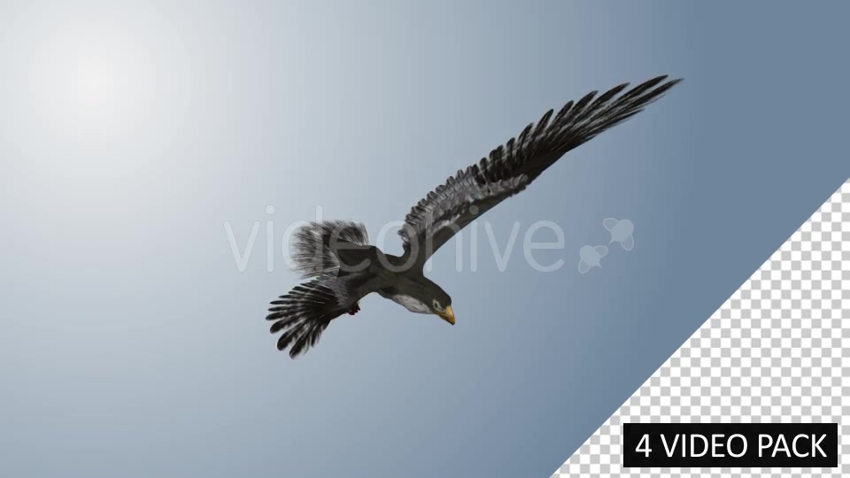 Falcon (4 Pack) Videohive 12821900 Motion Graphics Image 10