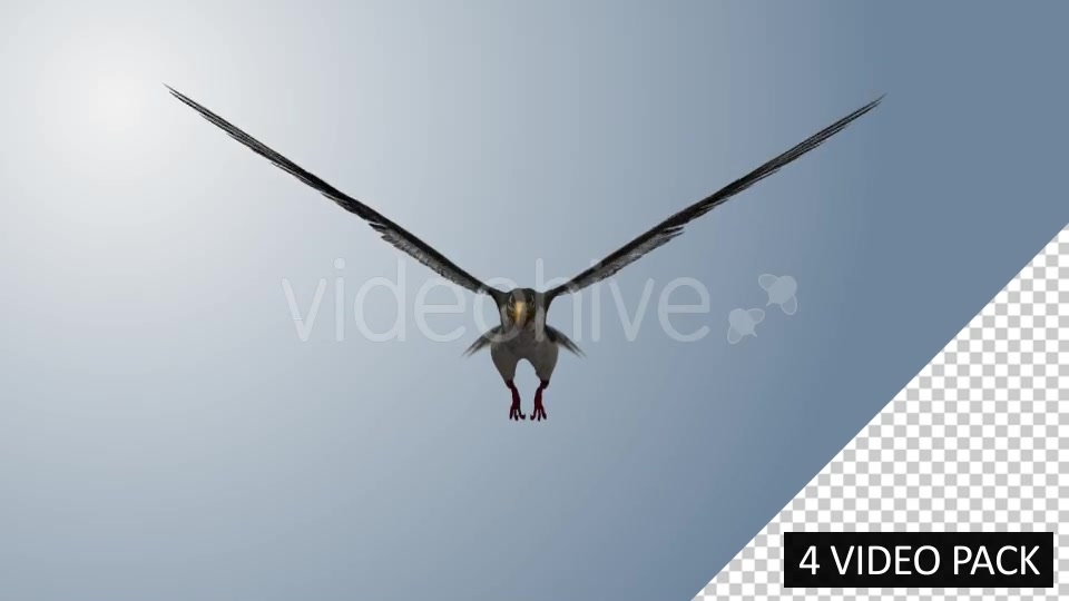 Falcon (4 Pack) Videohive 12821900 Motion Graphics Image 11