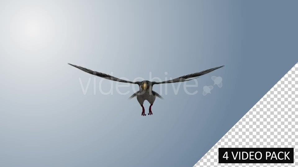 Falcon (4 Pack) Videohive 12821900 Motion Graphics Image 12