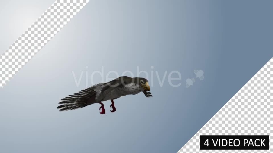 Falcon (4 Pack) Videohive 12821900 Motion Graphics Image 2