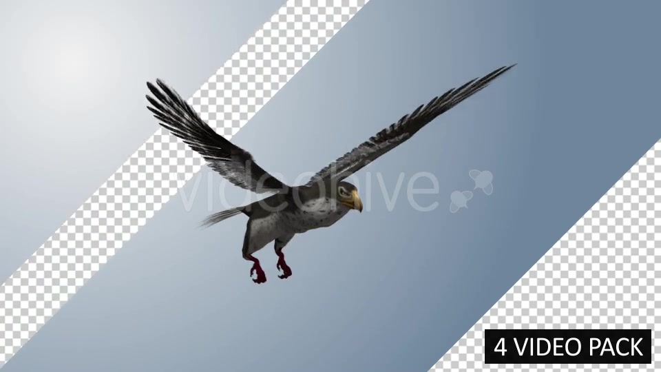 Falcon (4 Pack) Videohive 12821900 Motion Graphics Image 3