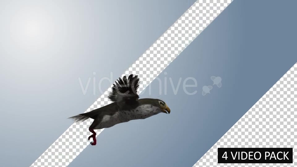 Falcon (4 Pack) Videohive 12821900 Motion Graphics Image 4