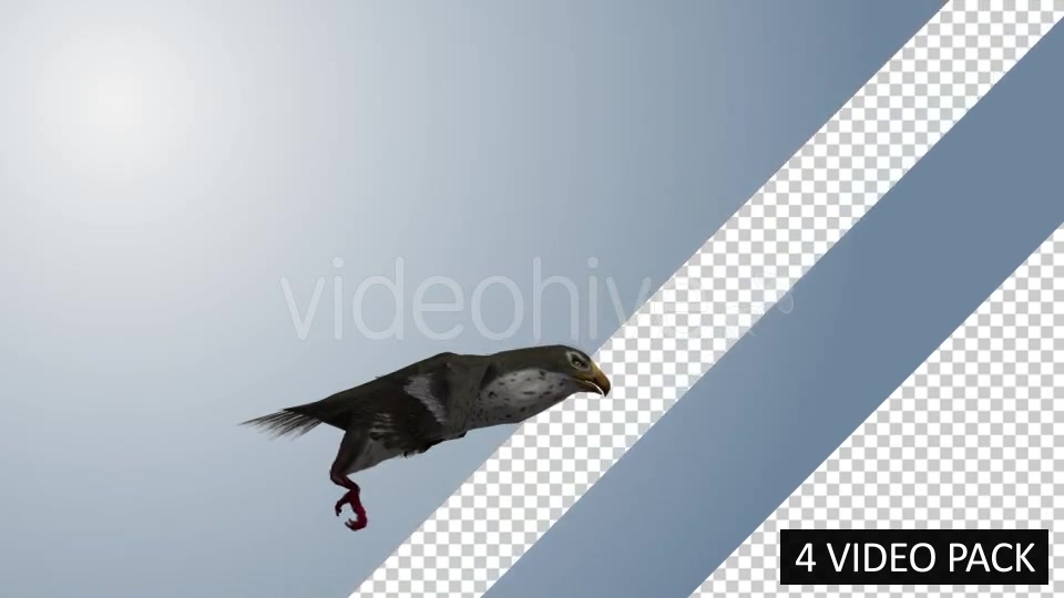 Falcon (4 Pack) Videohive 12821900 Motion Graphics Image 5