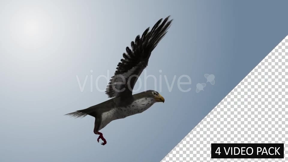 Falcon (4 Pack) Videohive 12821900 Motion Graphics Image 6