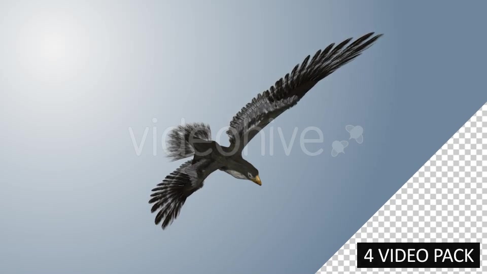 Falcon (4 Pack) Videohive 12821900 Motion Graphics Image 7