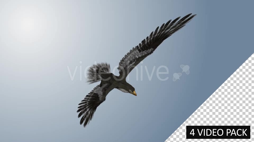 Falcon (4 Pack) Videohive 12821900 Motion Graphics Image 9