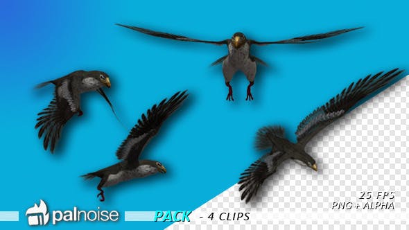 Falcon (4 Pack) - Download 12821900 Videohive