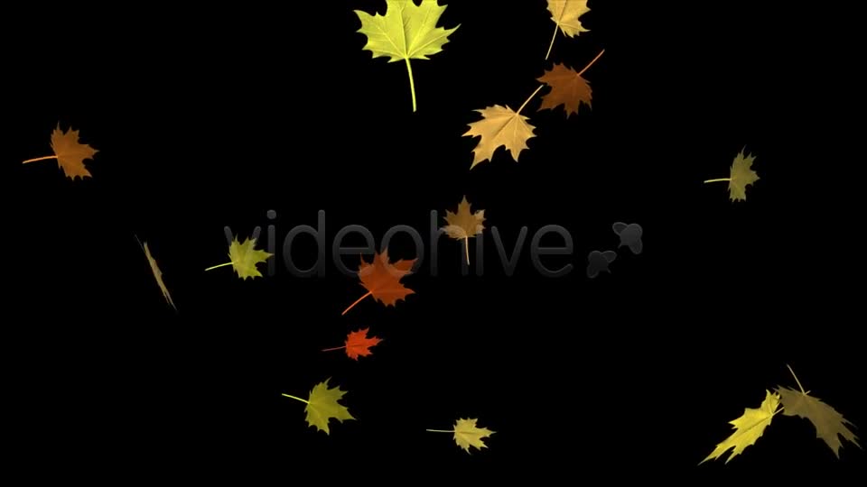 Fall Leaves Maple Mix Pack of 4 Videohive 5634650 Motion Graphics Image 1