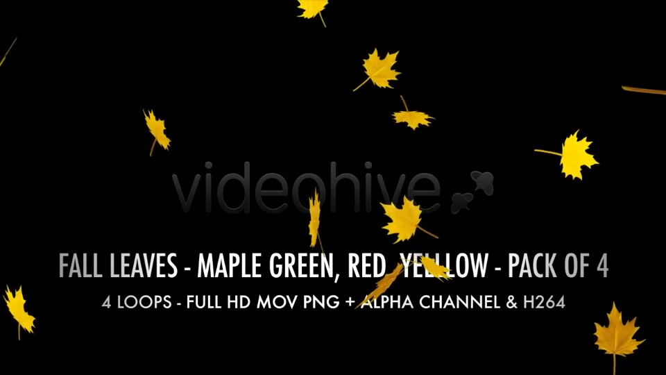 Fall Leaves Maple Mix Pack of 4 Videohive 5634650 Motion Graphics Image 10