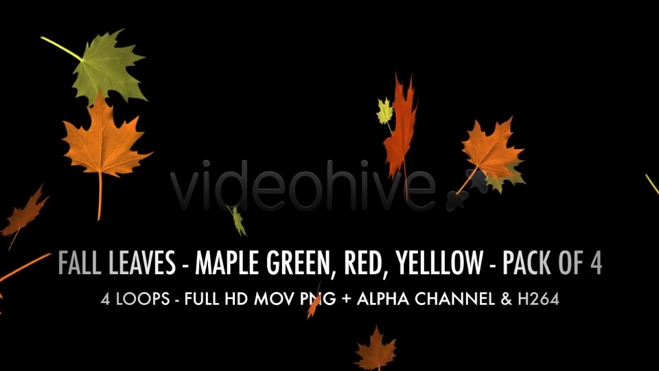 Fall Leaves Maple Mix Pack of 4 Videohive 5634650 Motion Graphics Image 2