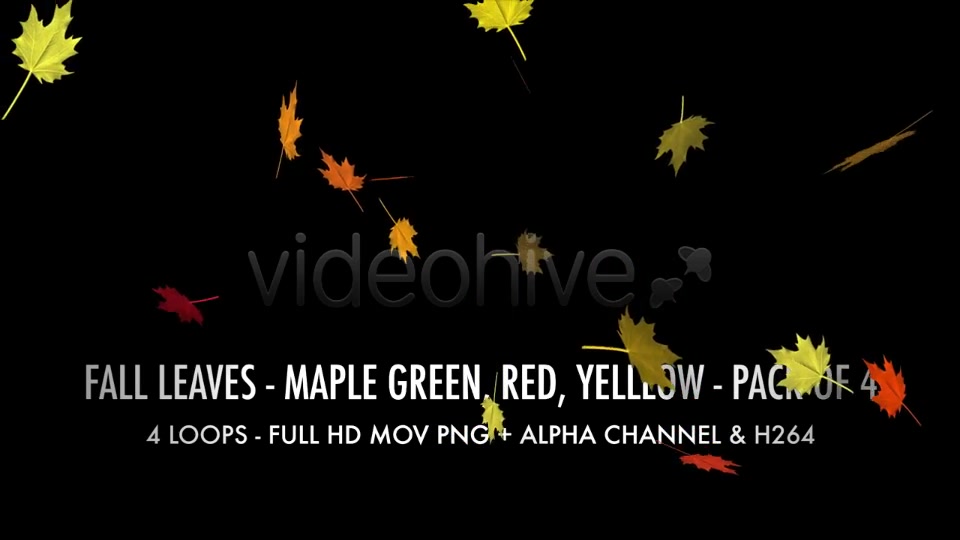 Fall Leaves Maple Mix Pack of 4 Videohive 5634650 Motion Graphics Image 3