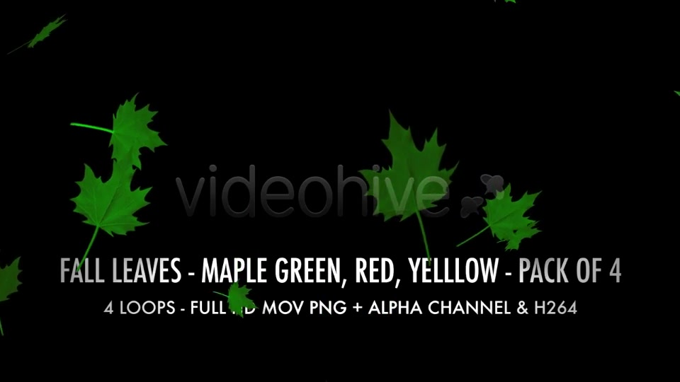 Fall Leaves Maple Mix Pack of 4 Videohive 5634650 Motion Graphics Image 5