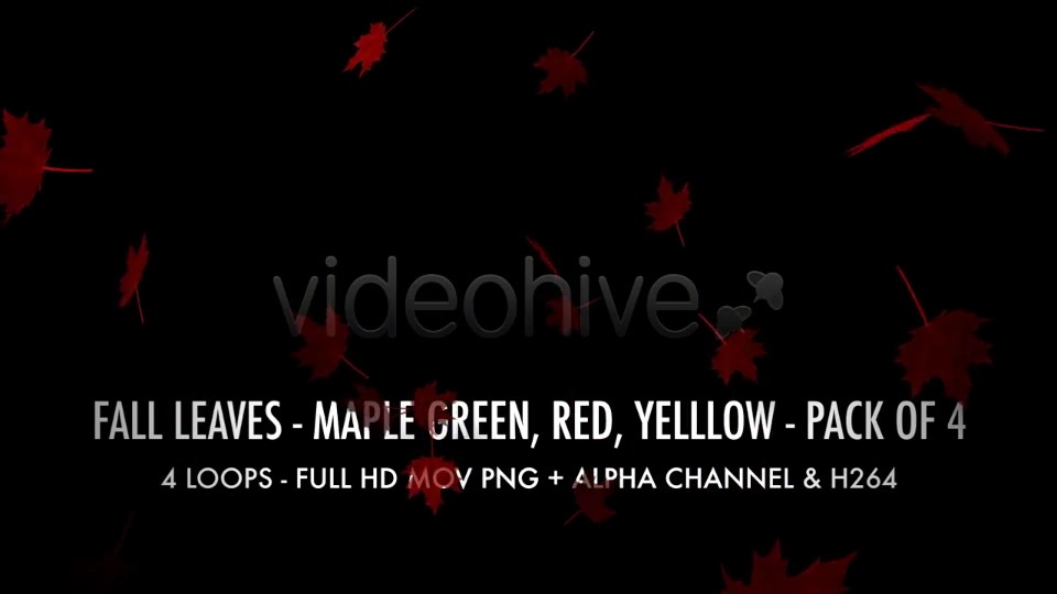 Fall Leaves Maple Mix Pack of 4 Videohive 5634650 Motion Graphics Image 9