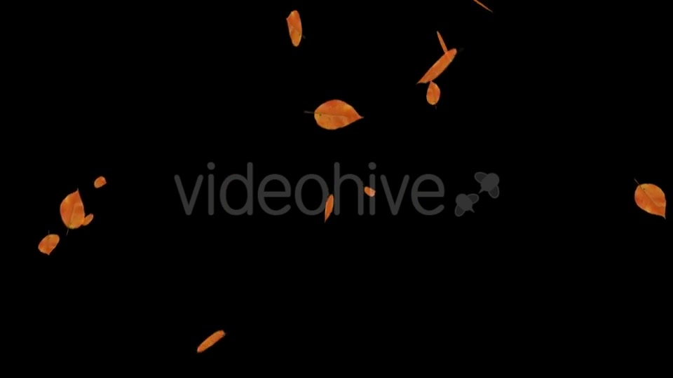 Falling Leaves Videohive 18739999 Motion Graphics Image 11
